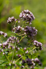 Close up view of pinc and lilac flowerheads of blooming oregano, origanum vulgare. Selected focus, blurred background