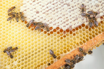Close up view of working bees on honeycomb with sweet honey..