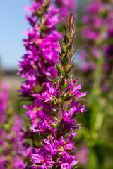 Fototapeta premium Lythrum salicaria pink flowers, purple loosestrife, spiked loosestrife, purple lythrum on green meadow