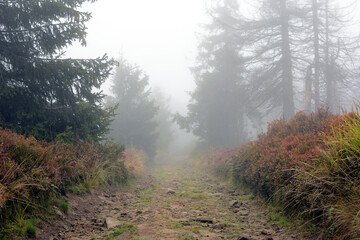 Mgła na szlaku turystycznym w górskim lesie