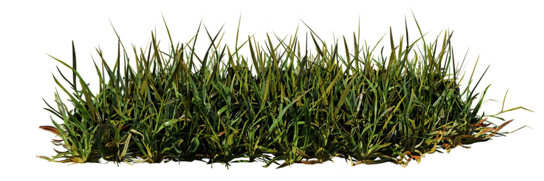 green grass isolated, beautiful plants, banner format 
