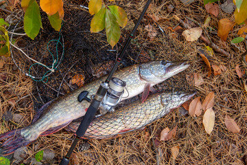 Freshwater pike fish. Big freshwater pike fish lies on keep net with fishery catch in it and...