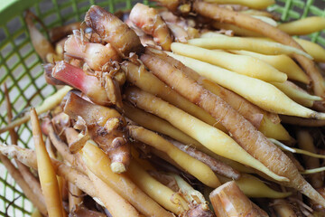 Chinese Ginger root, Galingale for food, Kaempferia