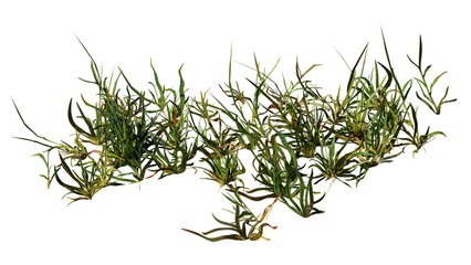 green grass isolated