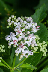 In the wild, elderberry herbaceous Sambucus ebulus blooms in summer