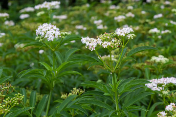 Black danewort Sambucus ebulus berries close-up. Blooming danewort, dwarf elderberry or elderwort, Sambucus ebulus
