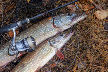 Freshwater pike fish. Two Freshwater pikes fish lies on keep net and fishing rod with reel..