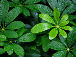 Nature rain drops on green leaves, Rainy season.