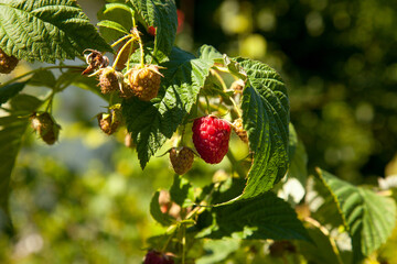 Ripe and unripe raspberry in the fruit garden. Growing natural bush of raspberry. Branch of raspberry in sunlight.