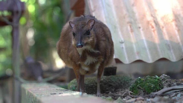 Pregnant mother lesser mouse-deer, tragulus kanchil, standing still against blurred background, munching and chewing with mouth movements, close up handheld motion shot.