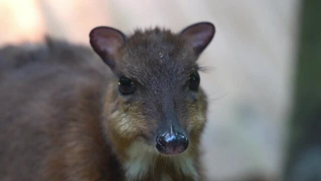 Handheld motion extreme close up shot of a smallest hoofed mammal, lesser mouse-deer, tragulus kanchil, pregnant mother munching on feeds, sudden hiccuping at wildlife park.
