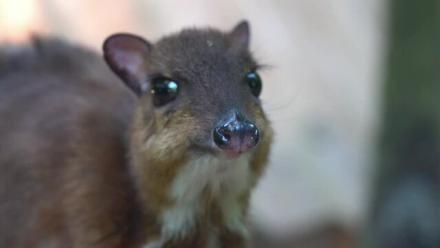 Smallest hoofed mammal, lesser mouse-deer, tragulus kanchil, pregnant mother munching on feeds, close up handheld motion shot at Langkawi wildlife park, Malaysia.