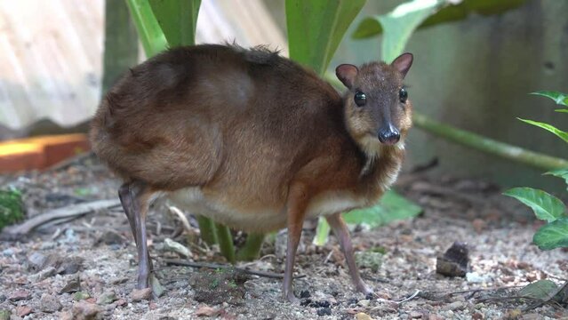 Cute and curious pregnant mother lesser mouse-deer, tragulus kanchil, sniffing and foraging on the ground at Langkawi wildlife park, Malaysia, close up handheld motion shot.