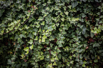 Canary Ivy leaves background. Long branches with abundant green foliage