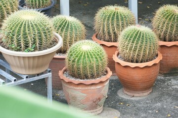 large round cactus planted in clay pots