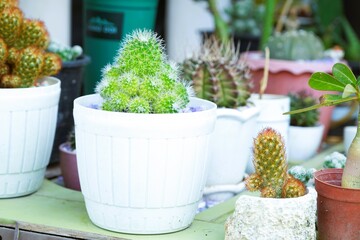 The green cactus has thorns all around. planted in a white pot