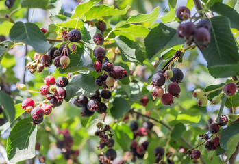 lots of delicious and ripe irgi berries on the tree
