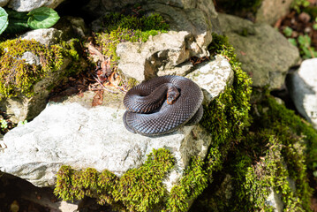 Common European viper in the mountains of the Bavarian Alps in the county of Berchtesgaden