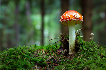 Fly agaric or Fly amanita (Amanita muscaria) is a basidiomycete of the genus Amanita.