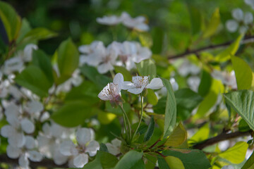 White cherry flowers on a background of green leaves