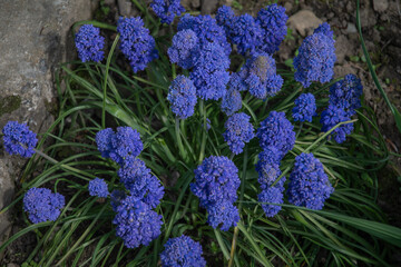 Purple flowers on a background of green leaves