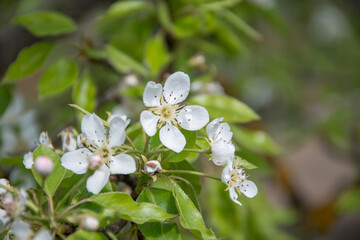 White cherry flowers on a background of green leaves