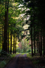 Forest trail in summer day