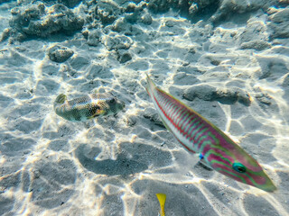 Whitespotted Puffer (Arothron hispidus) at coral reef..