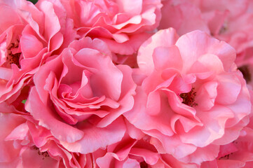 Bouquet of pink flowers, wedding photos
