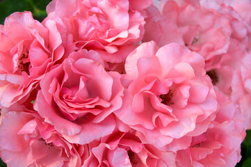 Bouquet of pink flowers, wedding photos