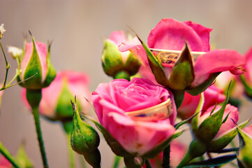 Wedding photo, wedding bouquet pink roses green leaves