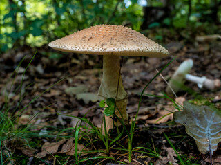 Close up of Amanita Rubescens Mushrooms  on natural forest background. It is an edible mushroom.