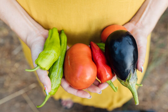Tomato with eggplants and peppers in farmer's hand
