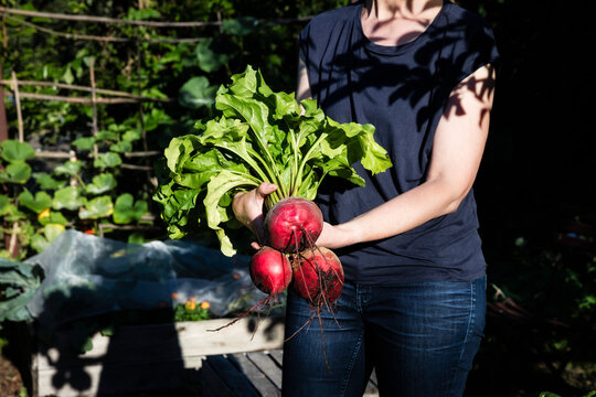 Midsection of woman holding freshly dug beets