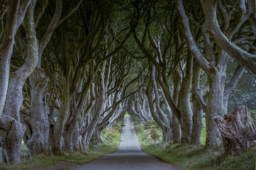 Empty road passing through trees with large branches