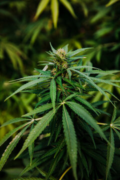 Close-upof growing Cannabis plant