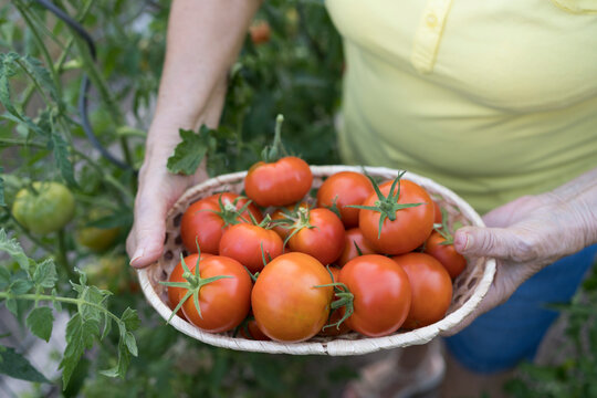 Woman holding basket of fresh organic tomatoes