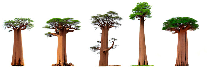 baobab, collection of large tropical trees, isolated on white background, 3d rendering
 - obrazy, fototapety, plakaty