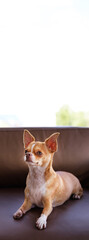 Vertical shot of ginger Chihuahua dog lying on armchair at home	