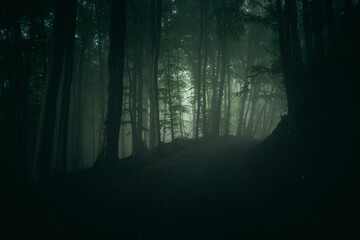 nebliger, düsterer gespensterwald mit waldweg / wirtschaftsweg - obrazy, fototapety, plakaty