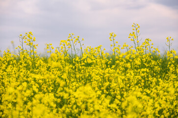 Canola field clouds summer yellow flowers bloom rapeseed blossoms rapeseed field clean fuel rapeseed oil eco fuel bokeh