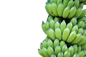 Bunch of cultivated bananas or organic bananas plantation isolated on white background with clipping path.