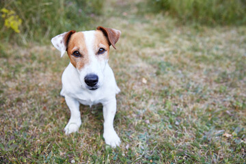 Portrait of a Jack Russell Terrier Dog Sitting in the Grass