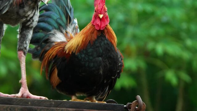 Colorful male bantam Cock fighting
