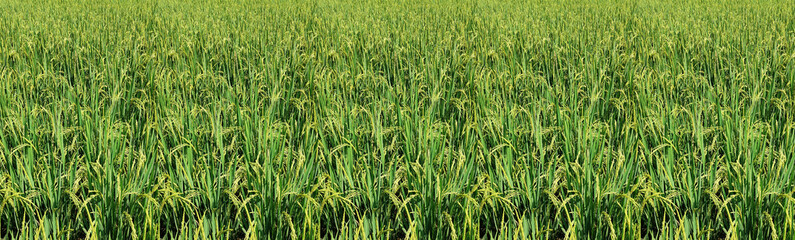 green grass in the wind