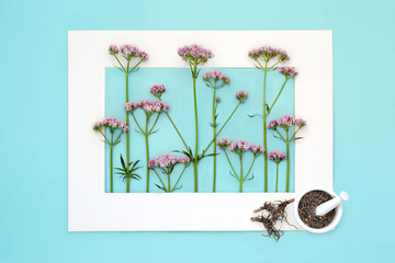 Pink valerian adaptogen herb flower plant background frame with dried root used in herbal medicine...