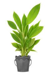 Turmeric plant growing in metal pot. Organic nature homegrown produce, high in polyphenols, flavonoids, antioxidants. Used in cooking and herbal plant based medicine on white background.