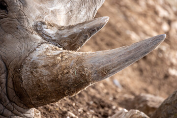 corne de rhinocéros en gros plan © ALF photo