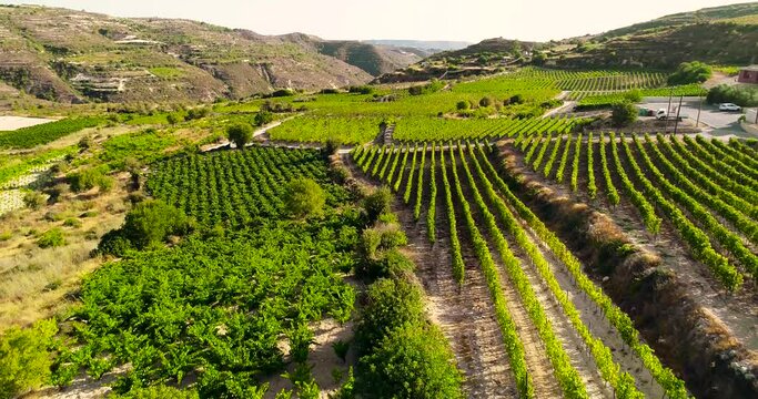 Aerial drone footage of vineyards, golden green grape field rows in Koilani, Limassol, Cyprus. Bird's eye view of wine production winery at Mediterranean countryside, agriculture at sunset from above.