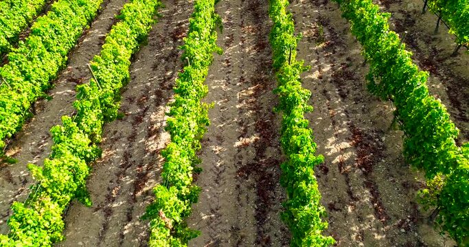 Aerial drone footage of vineyards, golden green grape field rows in Koilani, Limassol, Cyprus. Bird's eye view of wine production winery at Mediterranean countryside, agriculture at sunset from above